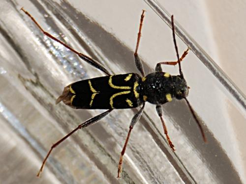 Réf. 71 986 : Xylotrechus antilope