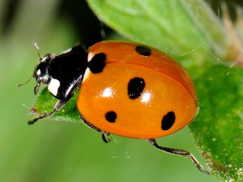 Coccinella septempunctata
