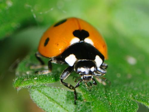 Coccinella septempunctata