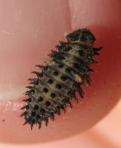 Exochomus quadripustulatus