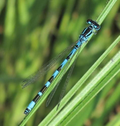 Coenagrion ornatum