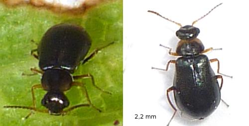 Réf. 71 419 : Hypebaeus albifrons