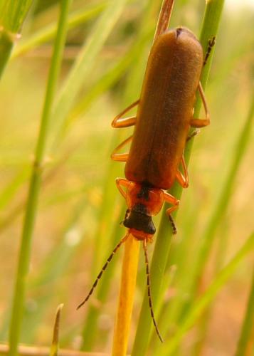 Réf. 71 185 : Podabrus alpinus