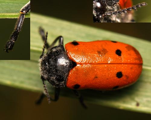 Lachnaia pubescens