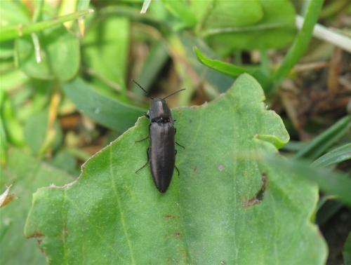 Réf. 71 952 : Sericus subaeneus