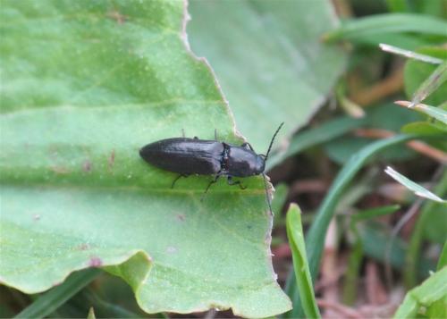 Réf. 71 954 : Sericus subaeneus