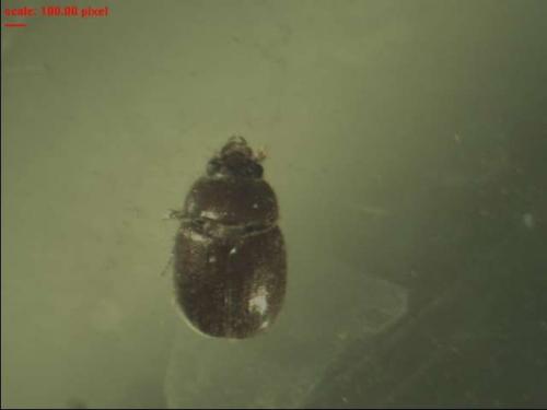 Ochodaeus chrysomeloides