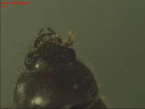 Ochodaeus chrysomeloides