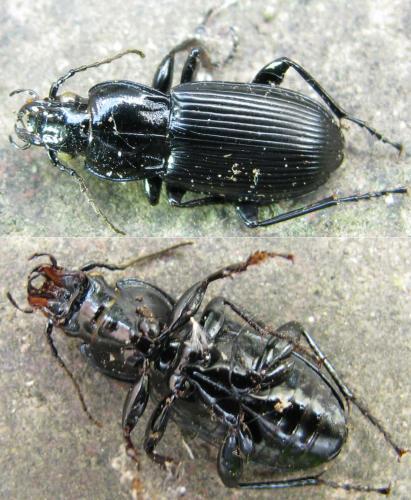 Pterostichus melanarius