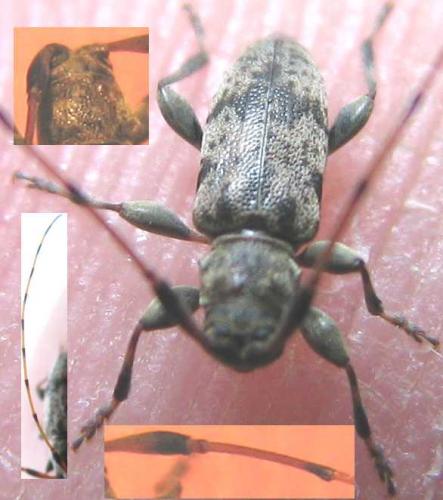 Leiopus femoratus