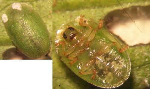 Cassida pusilla
