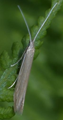 Réf. 71 751 : Coleophora sp.
