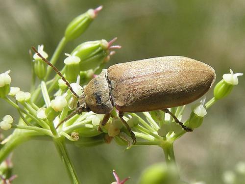 Réf. 71 432 : Dascillus cervinus