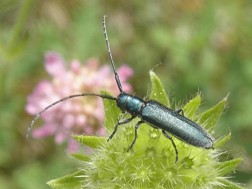 Réf. 71 391 : Agapanthia intermedia