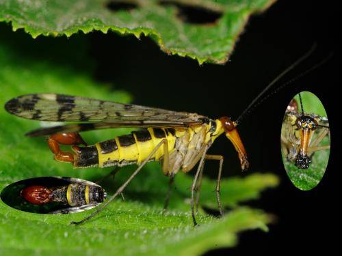 Panorpa cognata