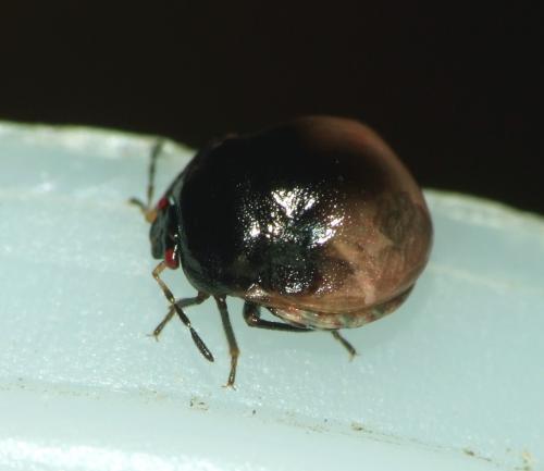 Coptosoma scutellatum