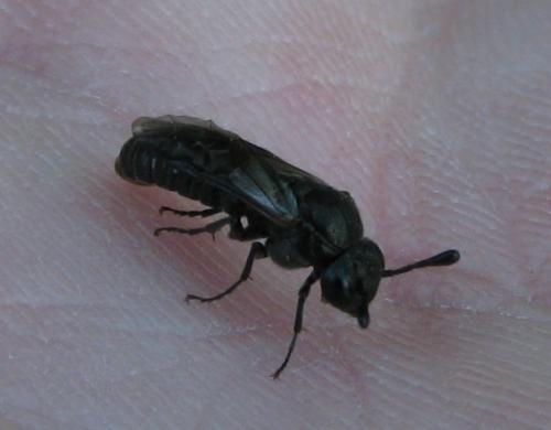Réf. 71 498 : Corynis obscura