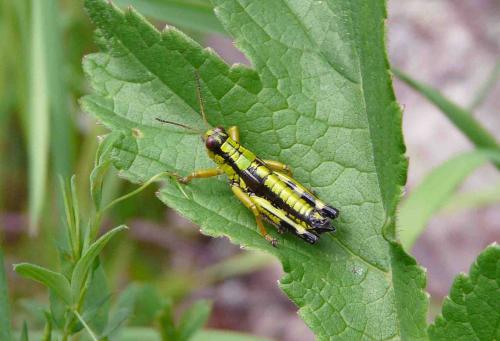 Miramella alpina subalpina