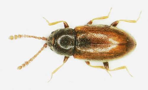 Atomaria sp.