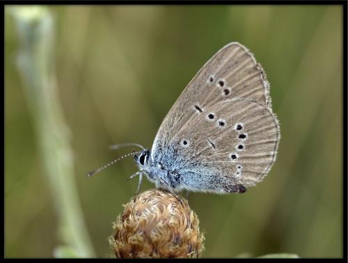 Réf. 71 568 : Cyaniris semiargus