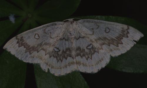 Réf. 71 243 : Cyclophora annularia