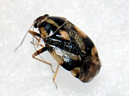Réf. 71 041 : Cyphodema instabilis