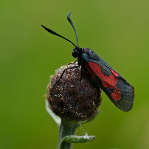 Réf. 71 077 : Zygaena trifolii