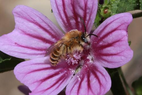 Réf. 71 146 : Dasypoda cingulata