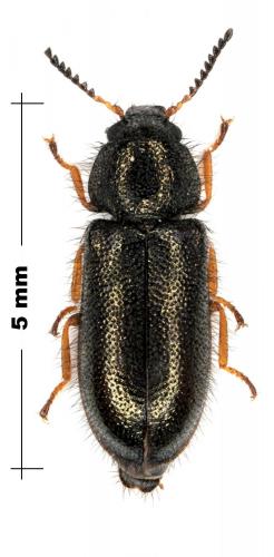 Aplocnemus virens