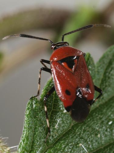 Deraeocoris punctum