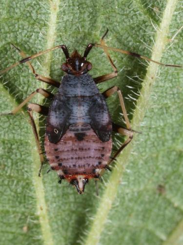 Deraeocoris ruber