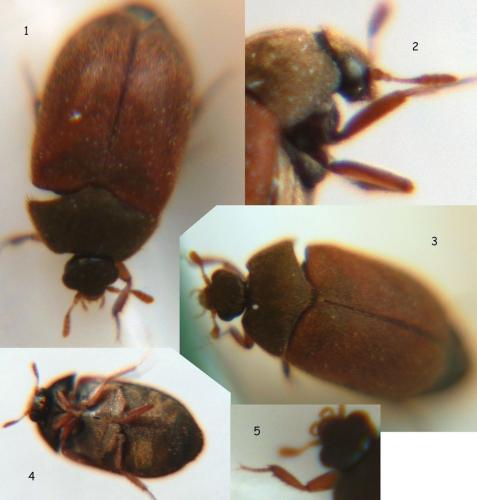 Attagenus smirnovi