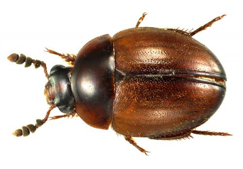 Anisotoma humeralis