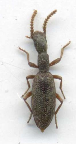 Réf. 71 314 : Stenosis angusticollis