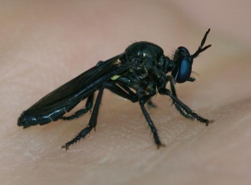 Dioctria atricapilla