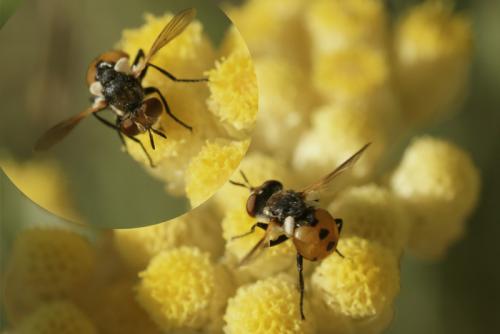 Gymnosoma sp.