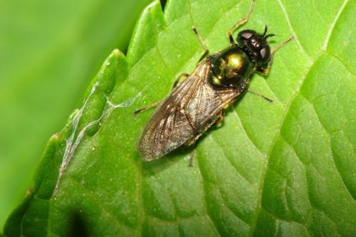 Chloromyia formosa