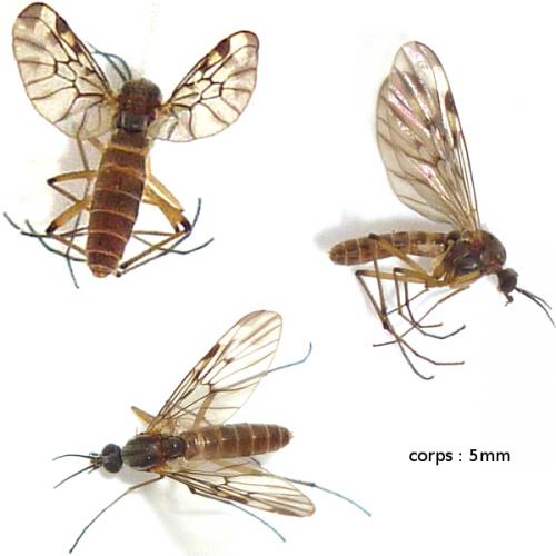 Sylvicola sp.