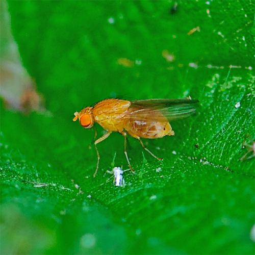 Sapromyzosoma sp.