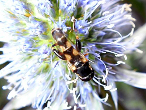 Réf. 71 928 : Syritta pipiens
