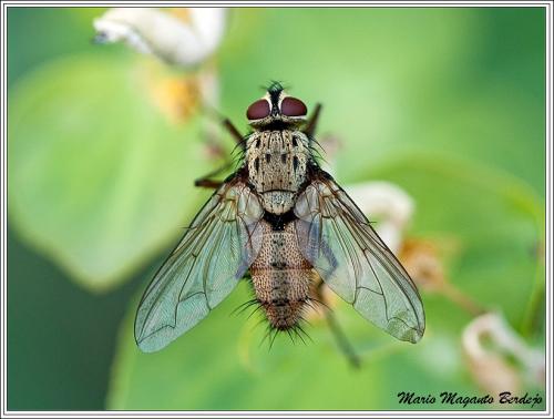 Réf. 71 008 : Dexia rustica