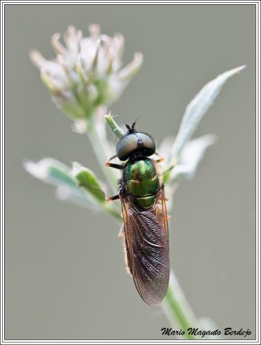 Réf. 71 010 : Chloromyia sp.