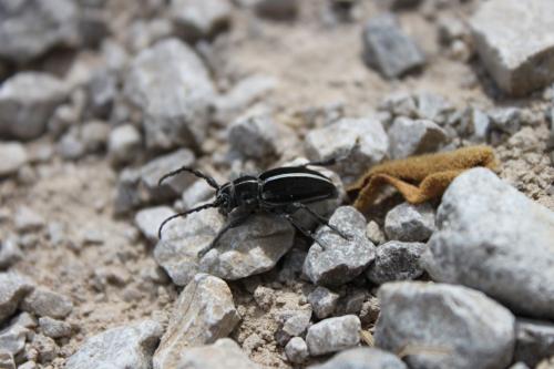 Dorcadion arenarium