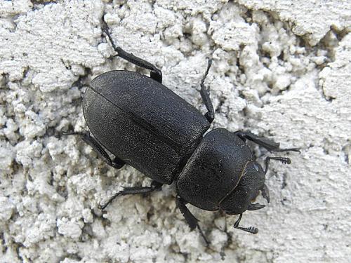 Réf. 71 665 : Dorcus parallelipipedus