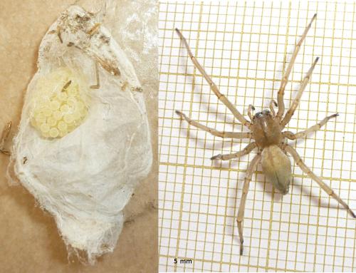 Cheiracanthium sp.