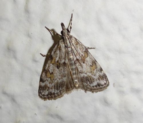 Réf. 71 379 : Scoparia pyralella