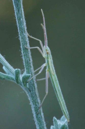 Chorosoma schillingii