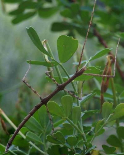 Réf. 71 605 : Clonopsis gallica
