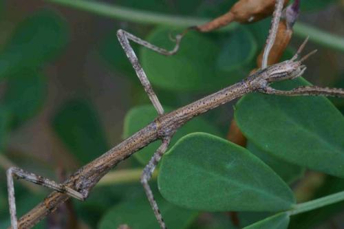 Clonopsis gallica