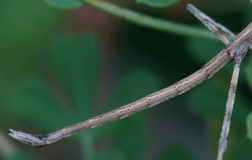 Clonopsis gallica